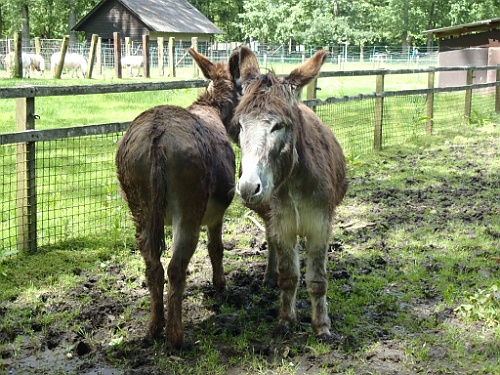 donk (9)